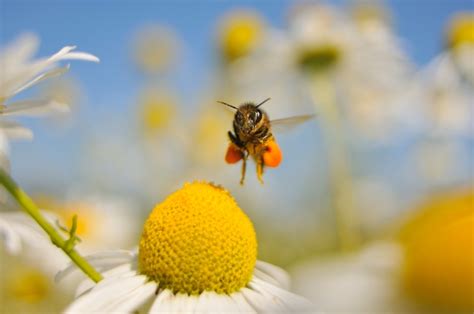 Controversial Pesticides Found In Honey Samples From Six Continents Nature News And Comment