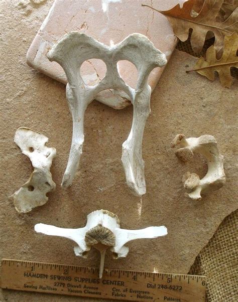 Real Animal Canine Deer Skeleton Natural Assorted Bones