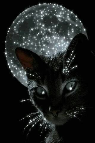 Midnite magic -- [REPINNED by All Creatures Gift Shop ... Have an other half whose cat crazy?