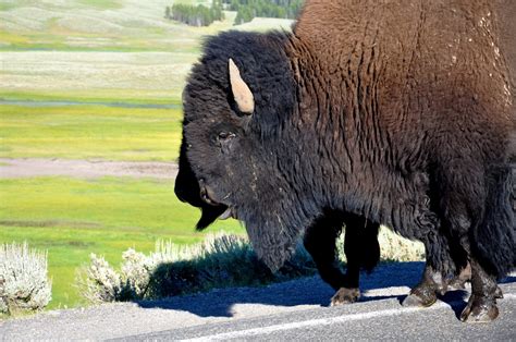 Animals And Birds American Bison Pic S2011