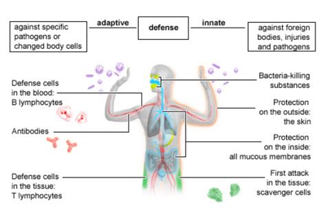 The Intricacies Of Immunity Why Your Immune System Is Vital For Health