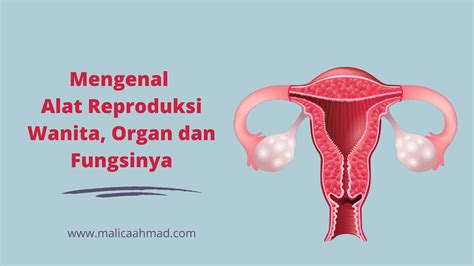 Alat Reproduksi Wanita Kenali Organ Dan Fungsinya Malica Ahmad