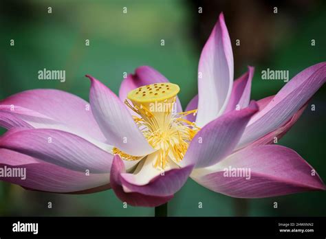 Lotus The National Flower Of Vietnam Stock Photo Alamy