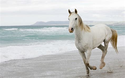 Beach Canter Cloudy Gallop Horse Sea Surf Waves Hd Wallpaper