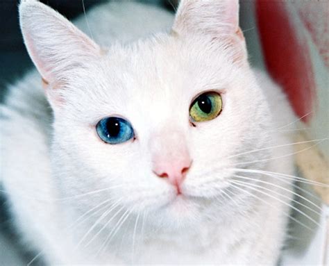 The birthplace of the ojos azules cats is new mexico. Ojos Azules - Information, Health, Pictures & Training Pet Paw