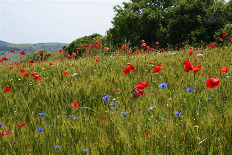 Con i loro colori allietano gli occhi, dipingono i campi incolti e quelli di grano, crescono sui cigli delle strade e tra le crepe, bucano l'asfalto, fanno capolino tra le rocce. fiori di campo by Gualtiero Ponti | Fiori di campo, Fiori ...