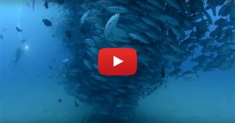 Fish Tornado Dwarfs Diver Scuba Diver Life