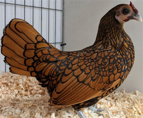 Chicken Feather Patterns With Breed Examples Pictures And Video Cluckin