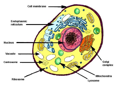 This can cause the cell to swell up and lyse. final exam 3p: Cell