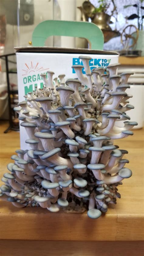 Can You Reuse A Mushroom Grow Kit