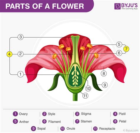 The Longitudinal Section Of Flower An Overview At Byjus