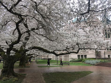 Despite Snow In Seattle Cherry Blossoms On Track For