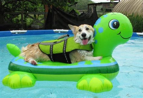13 Dogs Who Are Totally Ready For A Pool Party Dogvacay Official Blog