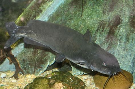 698 twitter mentions, 6 google+ votes and 1 linkedin share. Channel Catfish | River Monsters Wiki | Fandom