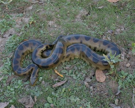 Bolivian Anaconda Facts Diet Habitat And Pictures On Animaliabio