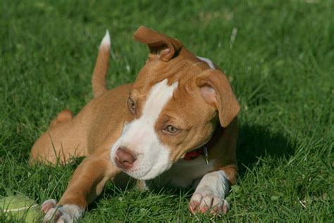 Red Nose Pitbull Puppy Pictures Puppies Lover 88