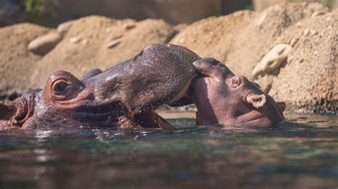 Watch Fiona Barrel Roll In Hippo Cove With Mom Bibi