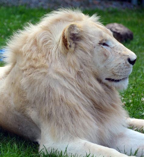 The Timbavati White Lion Stock Image Image Of Male 123549009