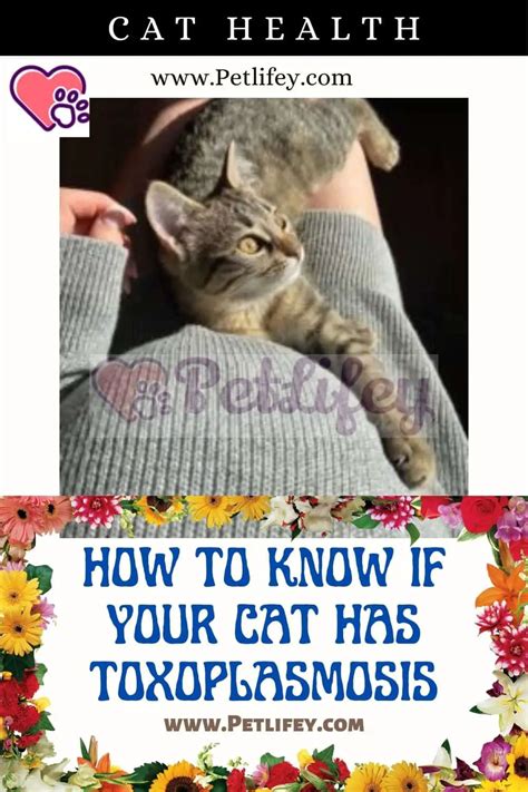 How To Know If Your Cat Has Toxoplasmosis Pet Lifey