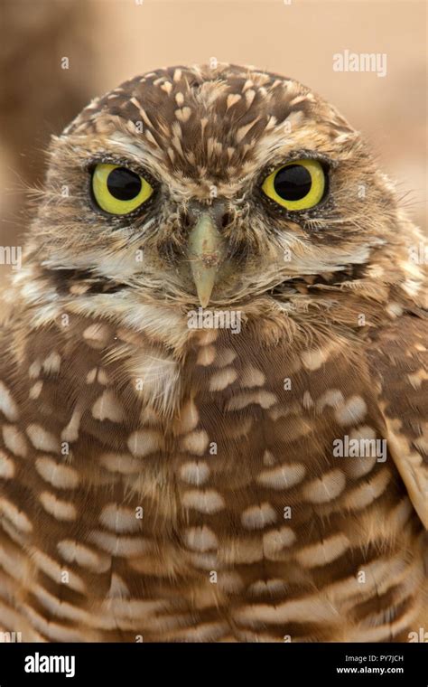 Burrowing Owl Athene Cunicularia Arizona Stock Photo Alamy