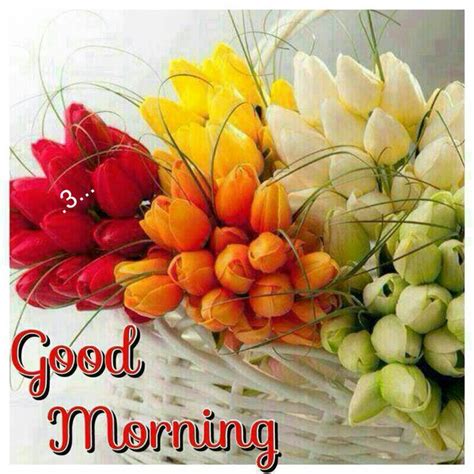 Rani Gill On Twitter Goodmorning Morning Flowers Feb Month Midweek Wow Fresh Day