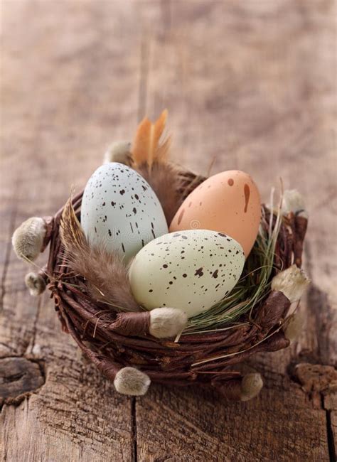 Easter Eggs In Nest Stock Photo Image Of Close Closeup 18489796
