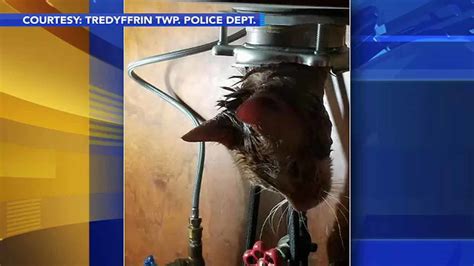 Police Officer Rescues Cat From Garbage Disposal 6abc Philadelphia