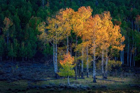 Aspens Trees In Colorado Landscape Photography Aspen Trees Landscape