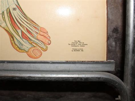 The target sizes are labelled with three alphanumeric digits, for example, 'v4e'. Medical Anatomy Chart Titled 'Thin Man' For Sale at 1stDibs