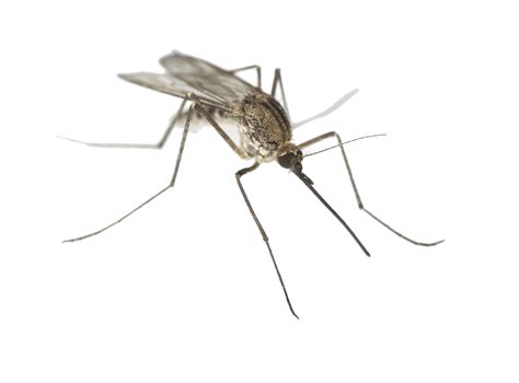 Mosquito De Cerca Png Transparente Stickpng