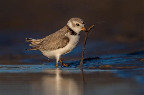 10 Times Plovers Made My Day Audubon New York