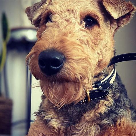 14 Versatile Facts About Airedale Terriers Airedale Terrier Terrier