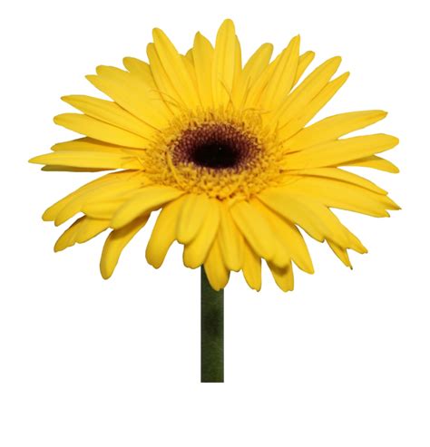 Direct Download Yellow Gerbera Png Image Background Png Arts