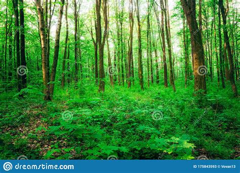A Spring Forest Trees Nature Green Wood Sunlight Backgrounds Stock