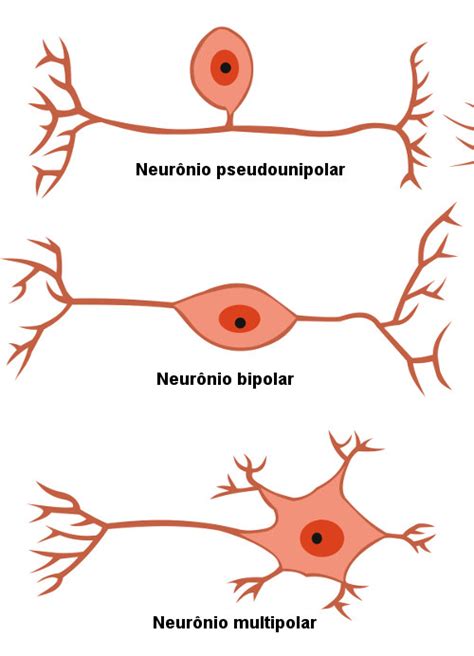 Neur Nio O Que Tipos Fun O Estrutura Mundo Educa O