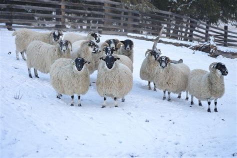 Scottish Blackface Sheep Crannog Farm Scottish