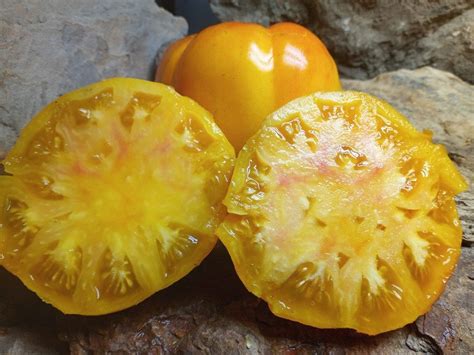Orange Russian Tomato Bounty Hunter Seeds Rare Heirlooms
