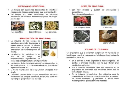 Informação Nutricional De Fungi
