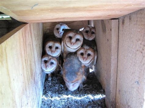 Claw Barn Owl Nesting Box — Citizens For Los Angeles Wildlife