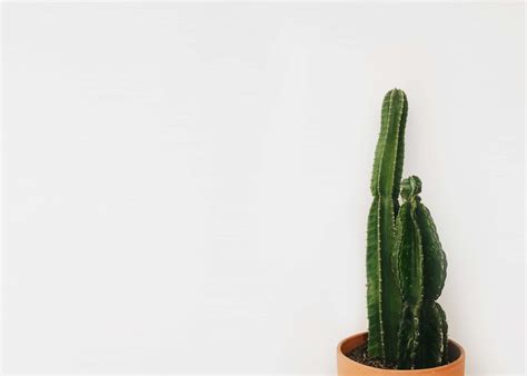 Minimalist Cactus Wallpapers Top Free Minimalist Cactus Backgrounds