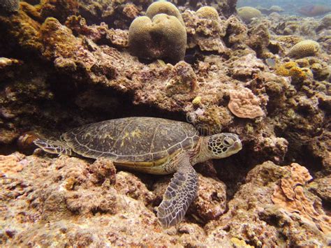 Sea Turtle Stock Photo Image Of Animal Environmental 69147172