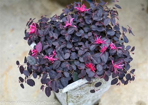 This plant is known as chinese fringe flower, the loropetalum always gives a beautiful show in the spring with small and ruffled flowers, that is typically. jazz_hands_mini_loropetalum.jpg | Proven Winners