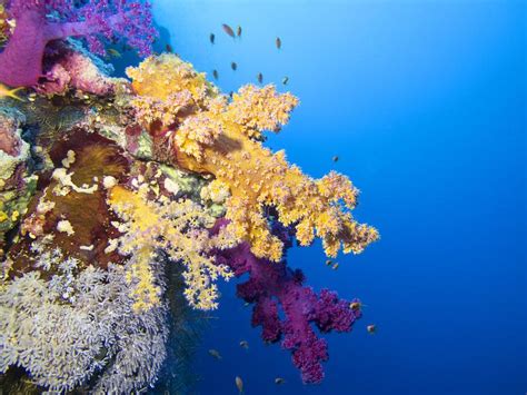 Colorful Coral Reef On The Bottom Of Tropical Sea Soft Coral