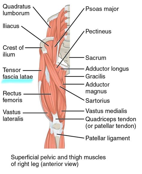 Muscles Of The Gluteal Region Anatomy Geeky Medics