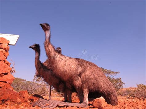 Emus Australia Stock Image Image Of Nature Native 65770609