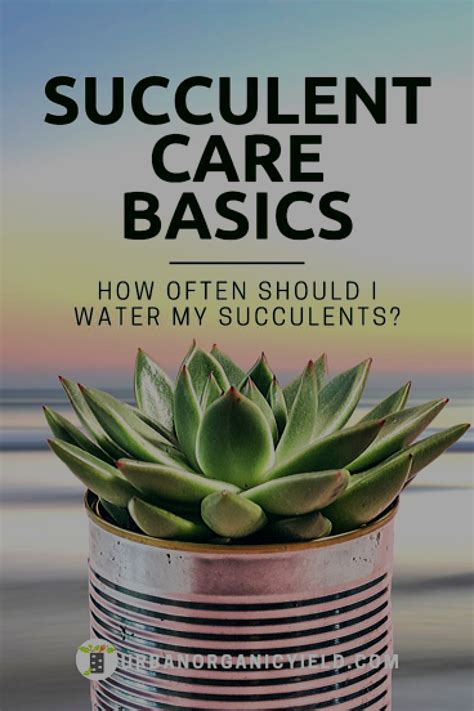 How often should i water my houseplants? How Often To Water Succulent Plant Guide in 2020 ...