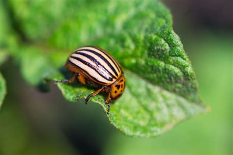 Garden Insect Pest Identification Websites