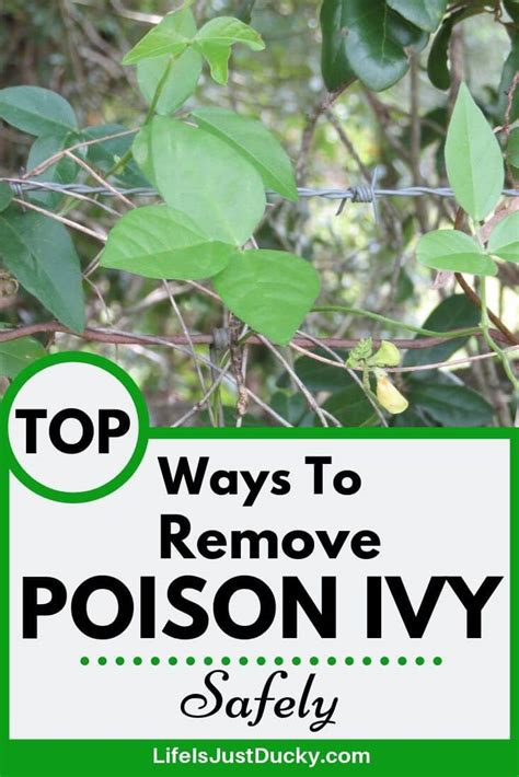 Learn how to kill poison ivy at its roots when you choose from the best poison ivy remedies for your garden or yard. Poison Ivy Removal - 10 Best Ways To Get Rid Of Poison Ivy ...