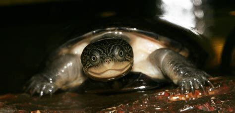 African Sideneck Turtle Pelusios Castaneus Reptile Breed