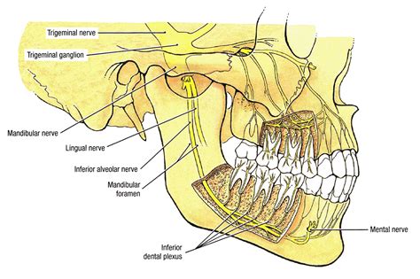 Posterior Superior Alveolar Foramen
